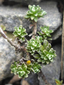 Raoulia subsericea